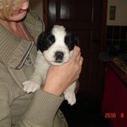 Sankt bernhardshund Vicky