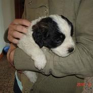 Sankt bernhardshund Vicky