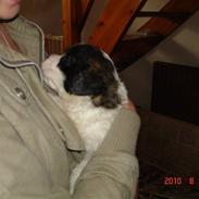 Sankt bernhardshund Vicky