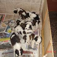 Sankt bernhardshund Vicky