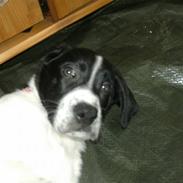 Blanding af racer Bertha