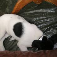 Blanding af racer Bertha