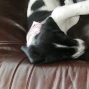 Blanding af racer Bertha