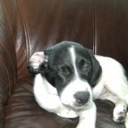 Blanding af racer Bertha