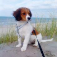 Kooikerhondje Kischa <3 | MIT ALT |