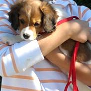 Kooikerhondje Kischa <3 | MIT ALT |