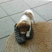 Kooikerhondje Kischa <3 | MIT ALT |