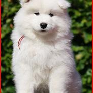 Samojedhund Blue Balou