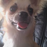 Chihuahua Grayson &' Goldie