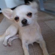 Chihuahua Grayson &' Goldie