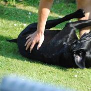 Labrador retriever Bonzo