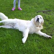 Golden retriever pole pooition de ria vela