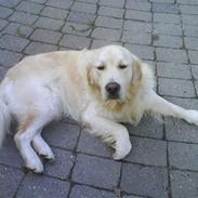 Golden retriever pole pooition de ria vela