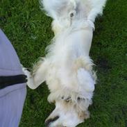 Golden retriever pole pooition de ria vela
