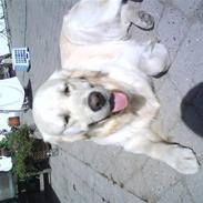 Golden retriever pole pooition de ria vela