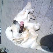 Golden retriever pole pooition de ria vela