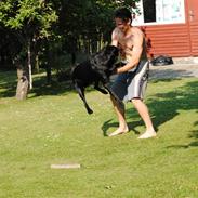 Labrador retriever Bonzo