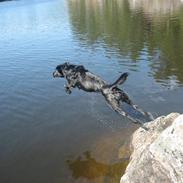 Labrador retriever Bonzo