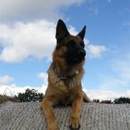 Schæferhund Alderlyst Valar