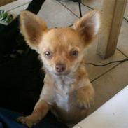 Chihuahua Malou