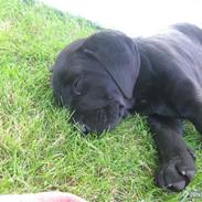 Labrador retriever thor
