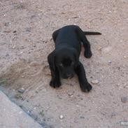 Labrador retriever thor