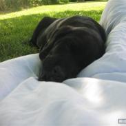 Labrador retriever thor