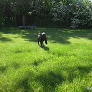 Labrador retriever thor