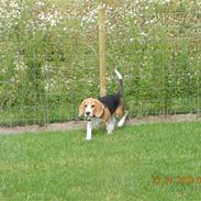 Beagle Balder