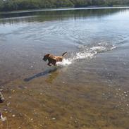 Nova scotia duck tolling retriever Malou (Himmelhund R.I.P)