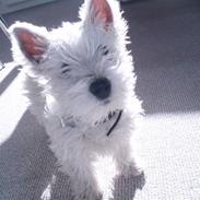 West highland white terrier Tika