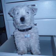West highland white terrier Tika