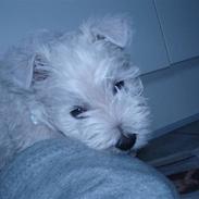 West highland white terrier Tika