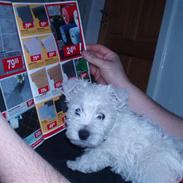 West highland white terrier Tika