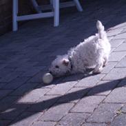 West highland white terrier Tika