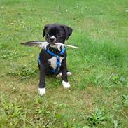 Blanding af racer Coco (mops-D/S gårdhund)