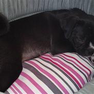 Blanding af racer Coco (mops-D/S gårdhund)