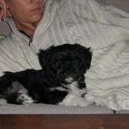 Blanding af racer Herman O'Malley Kempel