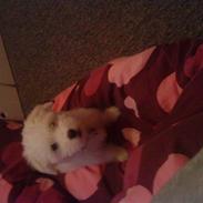 Coton de tulear selma