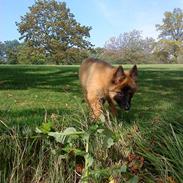 Belgisk hyrdehund Rico (nu himmelhund)