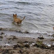 Belgisk hyrdehund Rico (nu himmelhund)