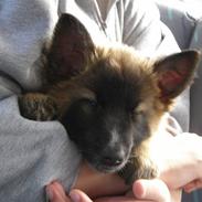 Belgisk hyrdehund Rico (nu himmelhund)