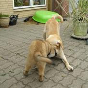 Belgisk hyrdehund Rico (nu himmelhund)