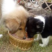 Chihuahua / papillon Lulu Tequila