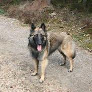 Belgisk hyrdehund dina