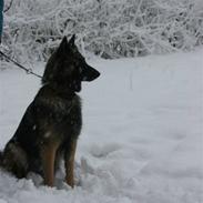 Belgisk hyrdehund dina