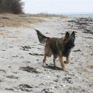 Belgisk hyrdehund dina