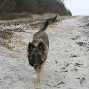 Belgisk hyrdehund dina