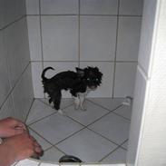 Chihuahua / papillon Lulu Tequila