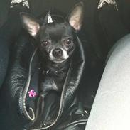 Chihuahua Cæsar